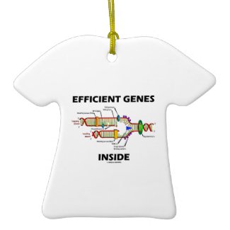 Efficient Genes Inside (DNA Replication) Ornaments