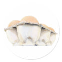 Egg Carton Sticker by floatinglemons Egg Carton Sticker