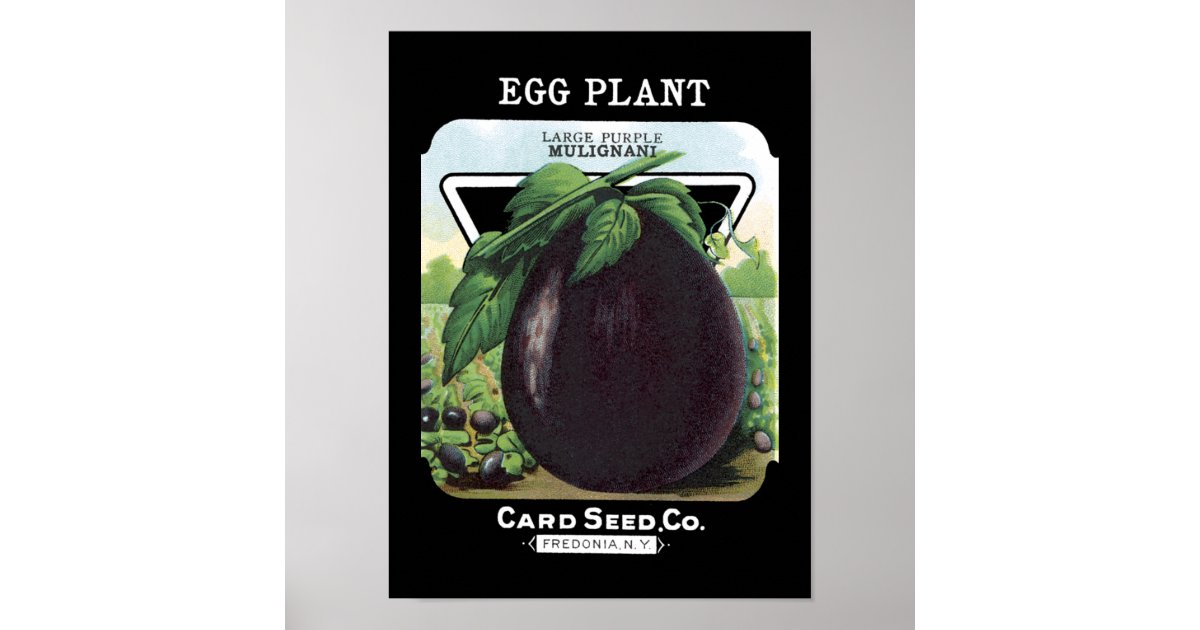Eggplant Vintage Seed Packet Poster Zazzle