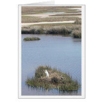Egret At Home cards by steveya Egret At Home cards