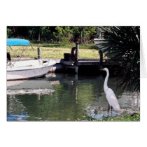 Egret cards