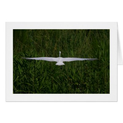 Egret / Grace Greeting Cards by alberthartley