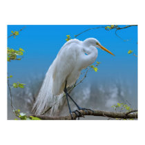Egret in a Tree Print or Poster