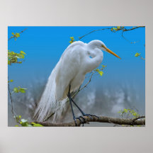 Egret in a Tree Print or Poster
