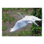 Egret in Flight - Card