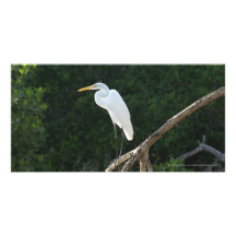 Egret in San Blas Mangroves Customized Photo Card