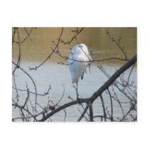 Egret in Tree Post Cards