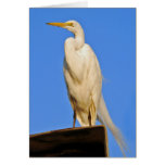 Egret - Lake Merritt Card