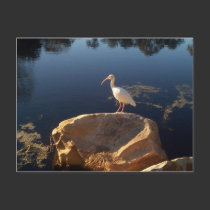 Egret on mound postcards