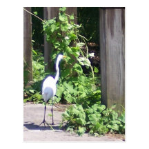 Egret Post Cards