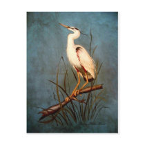 Egret postcards