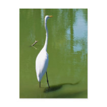 Egret Postcard