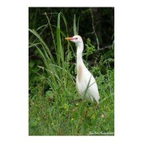 Egret posters