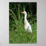 Egret posters