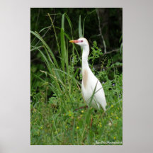 Egret Poster