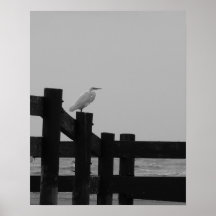 Egret Posters