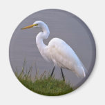 Egret Strolling in the Sunlight Magnet
