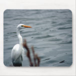 Egret (white heron) standing at waters edge