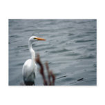 Egret (white heron) standing at waters edge