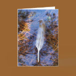 Egret's Feather cards
