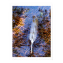 Egret's Feather posters by moonrisings Egret's Feather posters