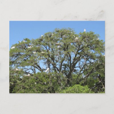 Egrets in a Tree Postcard