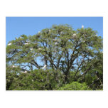 Egrets in a Tree Postcard