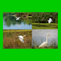 Egrets posters