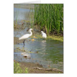 Egrets standing in pond card