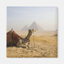 Egypt, Cairo. A lone camel gazes across the Fridge Magnets