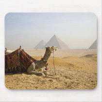 Egypt, Cairo. A lone camel gazes across the Mousepad