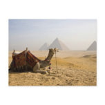 Egypt, Cairo. A lone camel gazes across the postcards