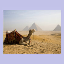 Egypt, Cairo. A lone camel gazes across the postcards