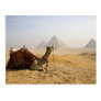 Egypt, Cairo. A lone camel gazes across the Post Card Egypt, Cairo. A lone camel gazes across the Post Card
