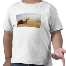 Egypt, Cairo. A lone camel gazes across the T-shirts
