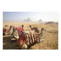 Egypt, Cairo. Resting camels gaze across the