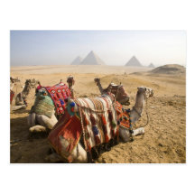 Egypt, Cairo. Resting camels gaze across the Post Cards