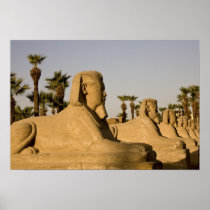 Egypt, Luxor. The Avenue of Sphinxes leads to