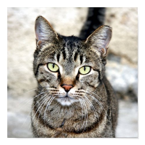 Egyptian Cat Poster print