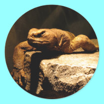Egyptian Dab Lizard stickers