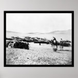Egyptian Desert Encampment With Camels 1872 Poster