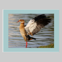 Egyptian Goose postcards