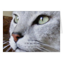Egyptian Mau Greeting Card