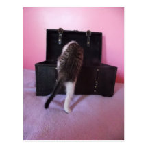 Egyptian Mau Mix kitten postcard