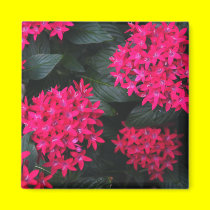 Egyptian Star Cluster Magnet