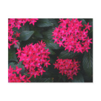 Egyptian Star Flower Postcard