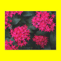 Egyptian Star Flower Postcard
