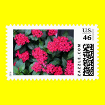 Egyptian Star Lily postage