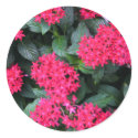 Egyptian Star Lily stickers