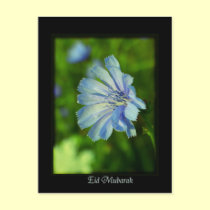 Eid Mubarak postcards